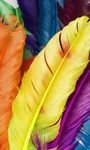 pic for Colorful Feathers 768x1280